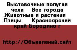 Выставочные попугаи чехи  - Все города Животные и растения » Птицы   . Красноярский край,Бородино г.